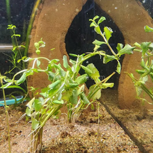 Load image into Gallery viewer, Potted Water Wisteria (Hygrophila Difformis)-Aquatic Plants-Glass Grown-Glass Grown Aquatics-Aquarium live fish plants, decor
