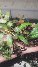 Load and play video in Gallery viewer, Assorted Bucephalandra Tub
