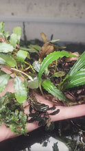 Load and play video in Gallery viewer, Assorted Bucephalandra Tub