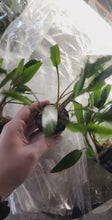 Load and play video in Gallery viewer, Potted Cryptocoryne Becketti (Water Trumpet)