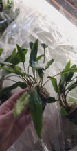 Load and play video in Gallery viewer, Potted Cryptocoryne Becketti (Water Trumpet)