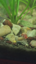 Load and play video in Gallery viewer, Red Spotted Nerite Snails 3 pack
