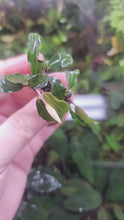 Load and play video in Gallery viewer, Bucephalandra Theia Mini
