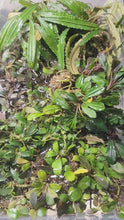 Load and play video in Gallery viewer, Assorted Bucephalandra Tub