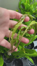 Load and play video in Gallery viewer, Cryptocoryne Retrospiralis
