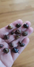 Load and play video in Gallery viewer, Three-Color Horned Nerite Snail 3 Pack