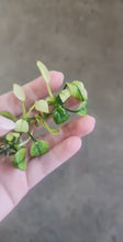 Load and play video in Gallery viewer, Anubias Nana Pinto