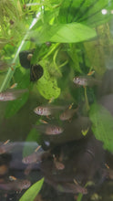 Load and play video in Gallery viewer, White Fin Pink Jewel Tetras 6 Pack