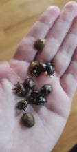 Load and play video in Gallery viewer, Three-Color Horned Nerite Snail 3 Pack