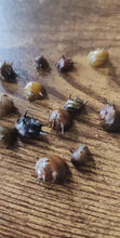 Load and play video in Gallery viewer, Three-Color Horned Nerite Snail 3 Pack
