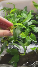 Load and play video in Gallery viewer, Anubias Minima