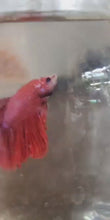 Load and play video in Gallery viewer, Male Super Red Halfmoon Betta
