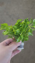 Load and play video in Gallery viewer, Bunch Alternanthera Bettzickiana Aurea