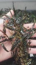 Load and play video in Gallery viewer, Assorted Bucephalandra Tub