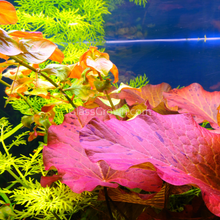 Load image into Gallery viewer, Done For You Plant Package, 12 Full Size (High Light, Co2 Required)-Aquatic Plants-Glass Grown Aquatics-12 Plants-Glass Grown Aquatics-Aquarium live fish plants, decor