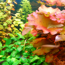 Load image into Gallery viewer, Done For You Plant Package, 12 Full Size (High Light, Co2 Required)-Aquatic Plants-Glass Grown Aquatics-12 Plants-Glass Grown Aquatics-Aquarium live fish plants, decor