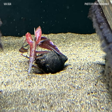 Load image into Gallery viewer, Red Tiger Lotus Bulb-Aquatic Plants-Glass Grown-Glass Grown Aquatics-Aquarium live fish plants, decor