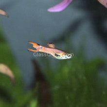 Load image into Gallery viewer, Mystery Endlers 6 Pack-Live Animals-Glass Grown-School of 6-Glass Grown Aquatics-Aquarium live fish plants, decor