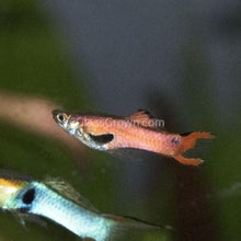 Load image into Gallery viewer, Mystery Endlers 6 Pack-Live Animals-Glass Grown-School of 6-Glass Grown Aquatics-Aquarium live fish plants, decor