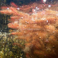 Load image into Gallery viewer, 1 CENT SAMPLE Mystery Red Stem Plant-Aquatic Plants-Glass Grown Aquatics-Glass Grown Aquatics-Aquarium live fish plants, decor