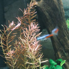 Load image into Gallery viewer, Mystery Bunch plant NYE-Aquatic Plants-Glass Grown Aquatics-Single-Glass Grown Aquatics-Aquarium live fish plants, decor