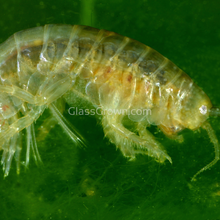 Load image into Gallery viewer, Live Scuds 50 Pack (Freshwater Amphipod)-Glass Grown Aquatics-Glass Grown Aquatics-Aquarium live fish plants, decor