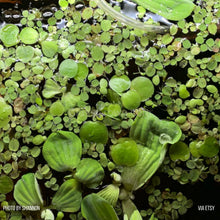 Load image into Gallery viewer, Mixed Floating Aquarium Plants 4oz Cup - Live Freshwater Floaters for Betta Shrimp Fry Safe-Aquatic Plants-Glass Grown-Glass Grown Aquatics-Aquarium live fish plants, decor