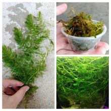Load image into Gallery viewer, Shrimp Breeders Plant Pack (3 Plants)-Aquatic Plants-Glass Grown-Sure!-Glass Grown Aquatics-Aquarium live fish plants, decor
