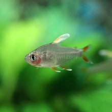 Load image into Gallery viewer, White Fin Pink Jewel Tetras 6 Pack-Live Animals-Glass Grown Aquatics-School of 6-Glass Grown Aquatics-Aquarium live fish plants, decor