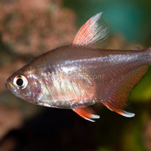 Load image into Gallery viewer, White Fin Pink Jewel Tetras 6 Pack-Live Animals-Glass Grown Aquatics-School of 6-Glass Grown Aquatics-Aquarium live fish plants, decor