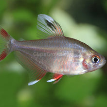 Load image into Gallery viewer, White Fin Pink Jewel Tetras 6 Pack-Live Animals-Glass Grown Aquatics-School of 6-Glass Grown Aquatics-Aquarium live fish plants, decor