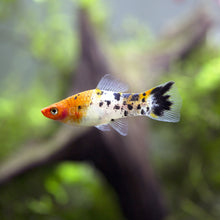 Load image into Gallery viewer, Koi Sanke Swordtail 6 Pack-Live Animals-Glass Grown Aquatics-School of 6-Glass Grown Aquatics-Aquarium live fish plants, decor