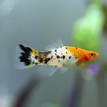 Load image into Gallery viewer, Koi Sanke Swordtail 6 Pack-Live Animals-Glass Grown Aquatics-School of 6-Glass Grown Aquatics-Aquarium live fish plants, decor