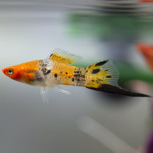 Load image into Gallery viewer, Koi Sanke Swordtail 6 Pack-Live Animals-Glass Grown Aquatics-School of 6-Glass Grown Aquatics-Aquarium live fish plants, decor