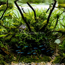Load image into Gallery viewer, Spiderwood Driftwood Small (4-6")-Aquarium Decor-Glass Grown-Glass Grown Aquatics-Aquarium live fish plants, decor