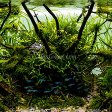 Load image into Gallery viewer, Spiderwood Driftwood Medium (6-10")-Aquarium Decor-Glass Grown-Glass Grown Aquatics-Aquarium live fish plants, decor
