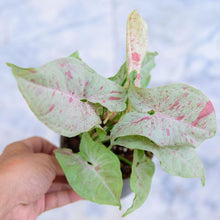 Load image into Gallery viewer, Assorted Arrowhead 2" (3 Pots)-Indoor & Outdoor Plants-Glass Grown-Single 2" Pot-Glass Grown Aquatics-Aquarium live fish plants, decor