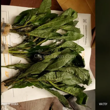 Load image into Gallery viewer, Bunch Temple Plant (Hygrophila Corymbosa)-Aquatic Plants-Glass Grown-Glass Grown Aquatics-Aquarium live fish plants, decor
