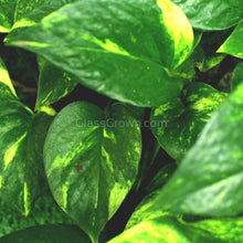 Load image into Gallery viewer, 'Golden' Pothos Stems or Pots-Potted Houseplants-Glass Grown-Single Bare-Root Stem-Glass Grown Aquatics-Aquarium live fish plants, decor