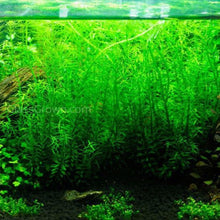Load image into Gallery viewer, Mystery Bunch plant NYE-Aquatic Plants-Glass Grown Aquatics-Single-Glass Grown Aquatics-Aquarium live fish plants, decor