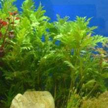Load image into Gallery viewer, Mystery Bunch plant NYE-Aquatic Plants-Glass Grown Aquatics-Single-Glass Grown Aquatics-Aquarium live fish plants, decor