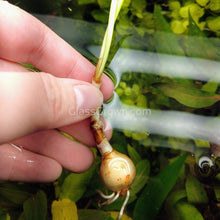 Load image into Gallery viewer, 1 CENT SAMPLE Mystery Bulb-Aquatic Plants-Glass Grown-Glass Grown Aquatics-Aquarium live fish plants, decor