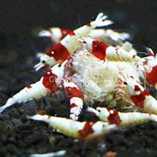 Load image into Gallery viewer, 1 CENT SAMPLE Shrimp Snowflake Sample-Fish Food-Glass Grown-Glass Grown Aquatics-Aquarium live fish plants, decor