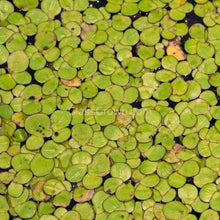 Load image into Gallery viewer, 1 CENT SPECIAL Giant Purple Duckweed 2oz-Aquatic Plants-Glass Grown Aquatics-Glass Grown Aquatics-Aquarium live fish plants, decor