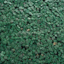 Load image into Gallery viewer, 1 CENT SPECIAL Giant Purple Duckweed 2oz-Aquatic Plants-Glass Grown Aquatics-Glass Grown Aquatics-Aquarium live fish plants, decor