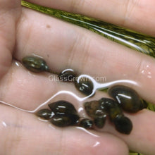 Load image into Gallery viewer, Bladder Snails 10+ Pack-Live Animals-Glass Grown-Glass Grown Aquatics-Aquarium live fish plants, decor