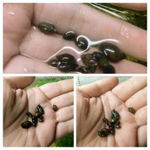 Load image into Gallery viewer, Bladder Snails 10+ Pack-Live Animals-Glass Grown-Glass Grown Aquatics-Aquarium live fish plants, decor