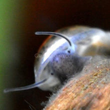 Load image into Gallery viewer, Bladder Snails 10+ Pack-Live Animals-Glass Grown-Glass Grown Aquatics-Aquarium live fish plants, decor