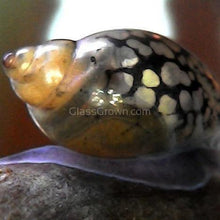 Load image into Gallery viewer, Bladder Snails 10+ Pack-Live Animals-Glass Grown-Glass Grown Aquatics-Aquarium live fish plants, decor