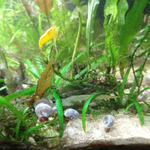 Load image into Gallery viewer, Blue Ramshorn 10+ Snails-Live Animals-Glass Grown-Glass Grown Aquatics-Aquarium live fish plants, decor